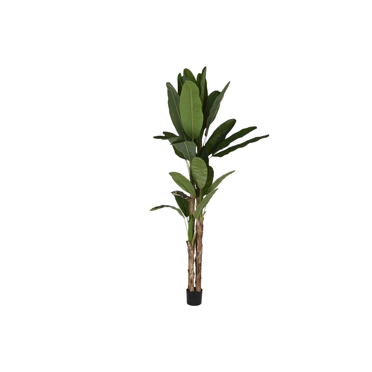 image_not_found